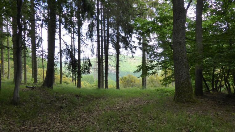 Een bos met hoge bomen en een open plek op de voorgrond. Het uitzicht reikt over zachte heuvels op de achtergrond.