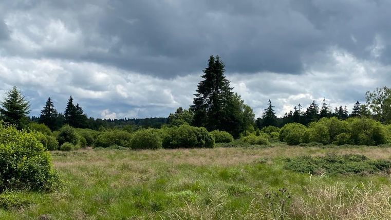 Eine weite Wiese mit hohem Gras und zahlreichen Sträuchern. Über dem Landschaftsbild sind dunkle Wolken sichtbar.