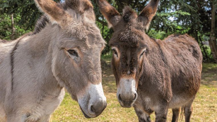 Two donkeys are standing next to each other in a meadow. They have gray and brown fur and are curiously looking at the camera.