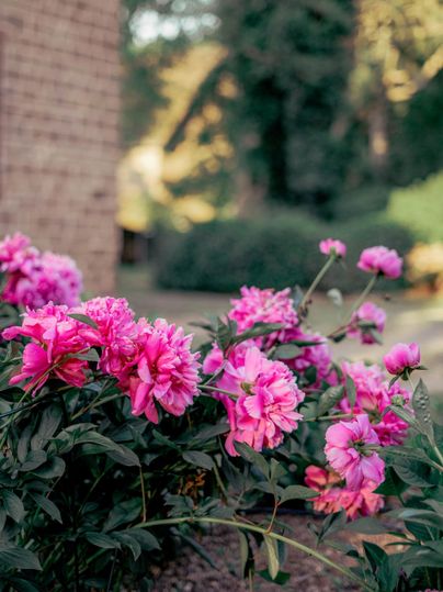 Roze pioenrozen bloeien weelderig in de tuin. Op de achtergrond zijn groene bomen te zien.