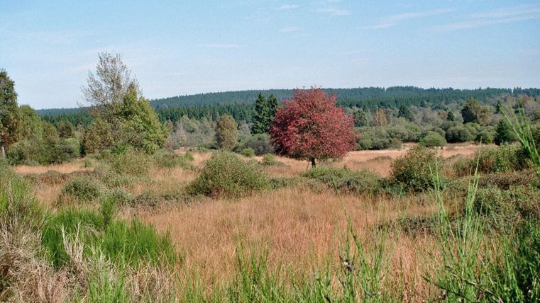 Een uitgestrekt landschap met heuvels en kleurrijk gras. Een enkele rode boom trekt de aandacht.