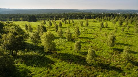 Eine weitläufige Wiese mit vielen Bäumen und grünem Gras. Im Hintergrund sind sanfte Hügel zu sehen.