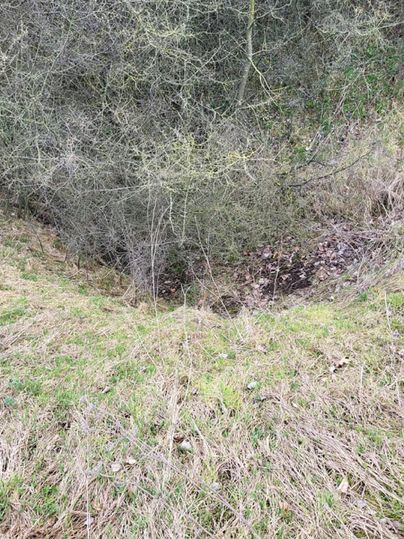 A small depression in the ground, surrounded by grass and scattered leaves. The environment is characterized by bushes and sparse branches.