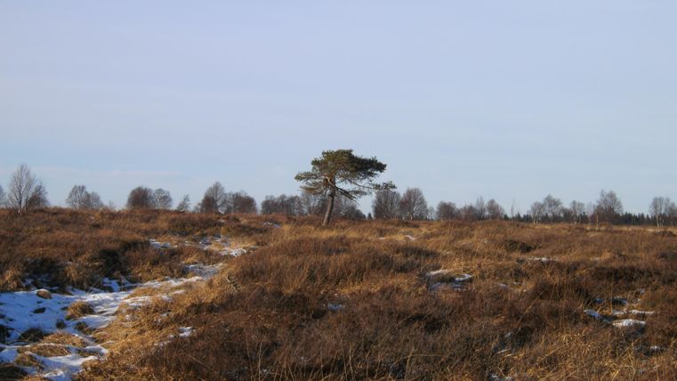 A bare landscape with a single tree in the foreground. In the background, there are bare trees and a clear sky.