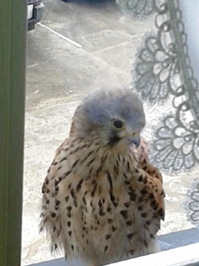 A bird is sitting on the windowsill and looking inside. Some vehicles are visible in the background.
