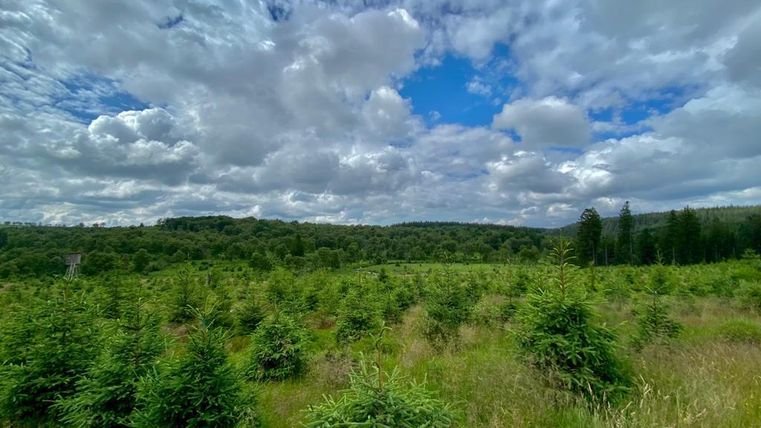 Eine grüne Wiese mit vielen kleinen Pflanzen unter einem bewölkten Himmel. Im Hintergrund sind sanfte Hügel und Bäume zu sehen.