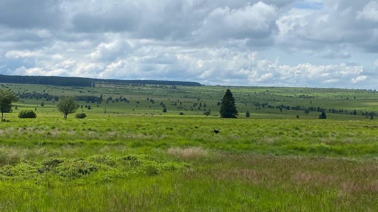 Eine weite, grüne Landschaft mit sanften Hügeln und einzelnen Bäumen. Der Himmel ist bewölkt und es ist eine ruhige, natürliche Umgebung zu sehen.