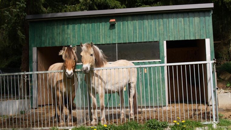 Two horses are standing in front of a green stable behind a fence. The surroundings are green and sunny.