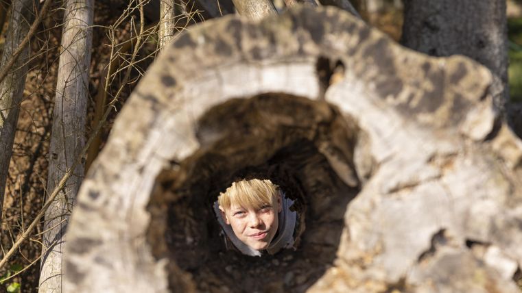 A tree trunk with a hole through which a person's face is visible. In the background, more trees can be seen.