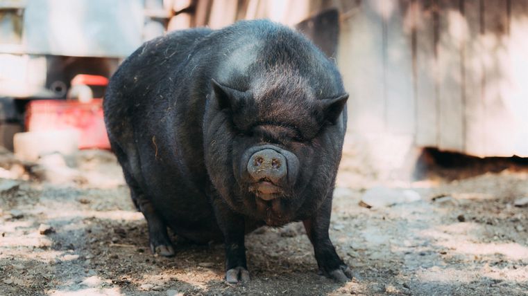 Ein kleines, schwarzes Schwein steht auf dem Boden. Es befindet sich in einer ländlichen Umgebung mit einem Holzgebäude im Hintergrund.