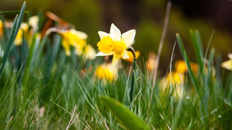 A meadow with many yellow daffodils. In the background, green blades of grass can be seen.