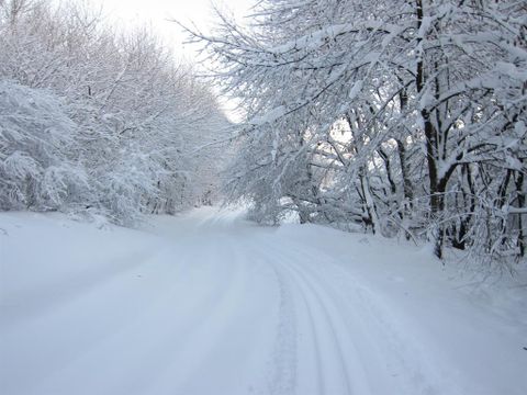 A snow-covered street, surrounded by trees that are covered in snow. The landscape looks calm and wintry.
