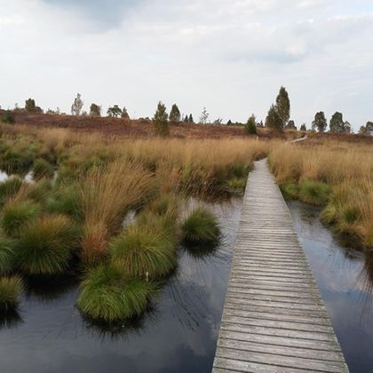 A wooden walkway leads through a moorland area with green blades and calm water. In the background, scattered trees and a cloudy sky can be seen.