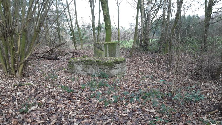 Eine verlassene Stelle im Wald mit einer moosbedeckten Betonstruktur. Der Boden ist mit Laub und kleinen Pflanzen bedeckt.
