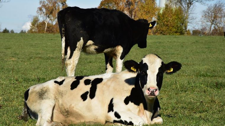 Zwei Kühe auf einer grünen Wiese. Eine Kuh liegt im Gras, während die andere steht.