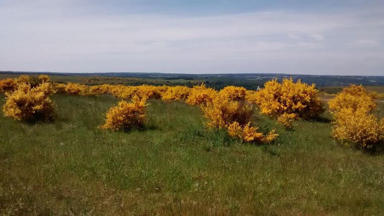 Eine blühende Landschaft mit gelben Sträuchern und grünem Gras. Der Himmel ist blau mit wenigen Wolken.