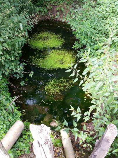 Ein kleiner Teich, umgeben von dichtem Grün und Pflanzen. Die Wasseroberfläche ist teilweise mit Algen bedeckt.