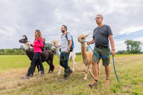 Two men and a woman are walking with their llamas and alpacas in a meadow. The sky is cloudy and the landscape is green and expansive.