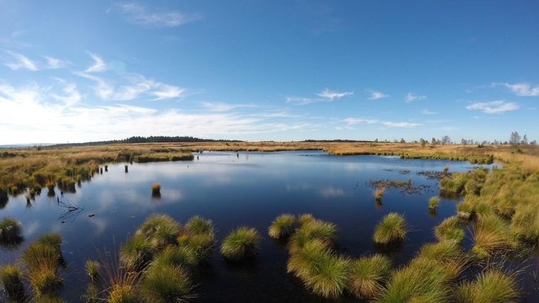 A quiet pond surrounded by green blades and beautiful scenery. The sky is blue with some clouds.