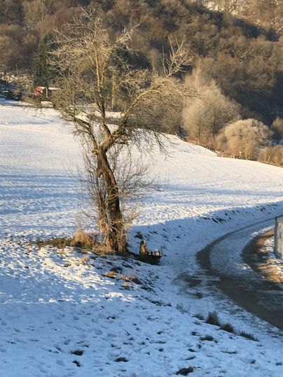 Een enkele boom staat in een met sneeuw bedekt landschap. Op de achtergrond zijn zachte heuvels en een blauwe lucht te zien.