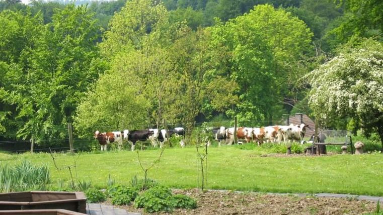 Een groene wei met koeien en veel bomen op de achtergrond. Op de voorgrond zijn plantenbedden te zien.