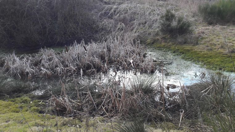 Een verlanden vijver met droge planten en rietachtige gewassen. Op de achtergrond zijn enkele groene meren te zien.