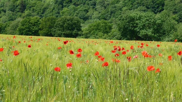 Een bloeiend veld met rode klaprozen en groen gras. Op de achtergrond zijn bomen en zachte heuvels te zien.