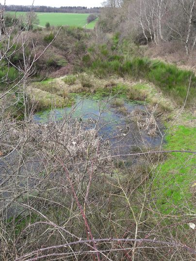 Een ongerept natuurgebied met een kleine waterpartij, omringd door hoge grassen en struiken. Op de achtergrond zijn groene akkers en enkele bomen zichtbaar.