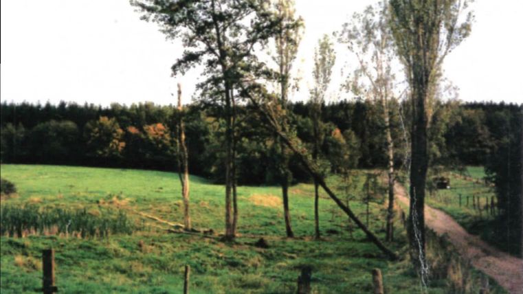 Een groene weide met enkele bomen en een onverharde weg. Op de achtergrond zijn er meer bomen en een rustige lucht te zien.