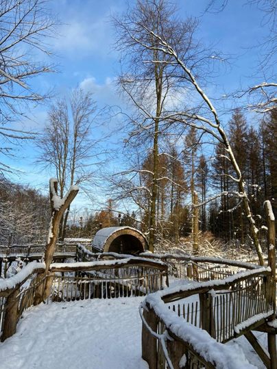 Een besneeuwd landschap met hoge bomen en een houten pad. De lucht is blauw en helder.