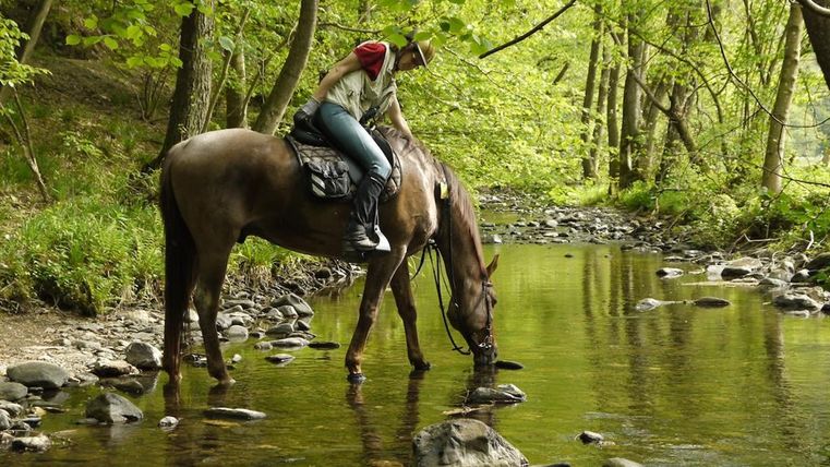 A riding person on a horse is drinking from a clear brook. The surroundings are green and wooded.