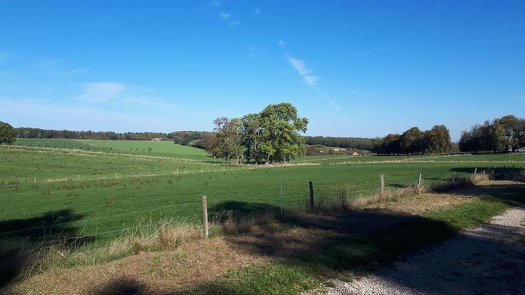 Een uitgestrekt groen weiland onder een heldere blauwe lucht. Enkele bomen omringen het landschap en een pad loopt door het beeld.