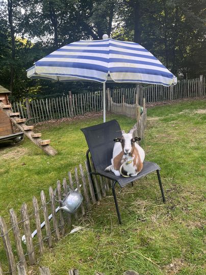 Een geit zit op een stoel onder een parasol. Op de achtergrond zijn een houten huis en een omheind weiland zichtbaar.