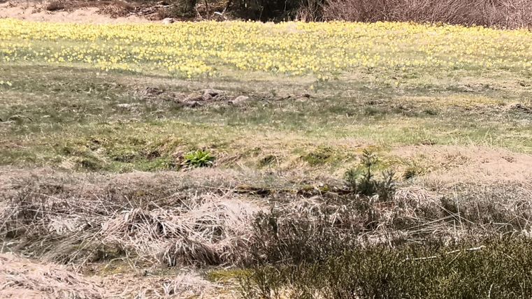 Ein Feld mit vielen gelben Blumen erstreckt sich über die Wiese. Im Hintergrund sind Büsche und Bäume sichtbar.