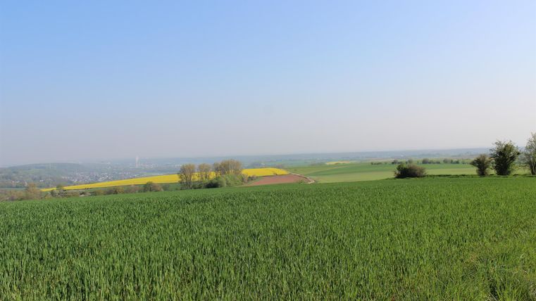 Eine weite Landschaft mit grünem Feld und klarem, blauem Himmel. Im Hintergrund sind gelbe Rapsfelder zu sehen.