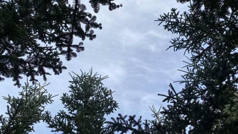 Ein Blick in den Himmel durch die Äste von Nadelbäumen. Der Himmel ist bewölkt und zeigt leichte Wolkenformationen.