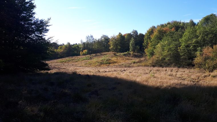 A vast meadow with tall grasses and scattered trees in the background. The colors of the leaves indicate autumn and the sky is clear and blue.