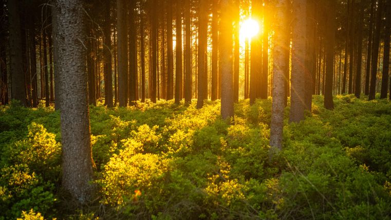 Een zonnig bos met hoge bomen en weelderig groen onderhout. De zonnestralen breken tussen de bomen door.
