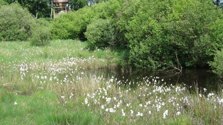 Een groene weide met verschillende struiken en witte bloemen. Op de achtergrond zijn bomen en een gebouw zichtbaar.
