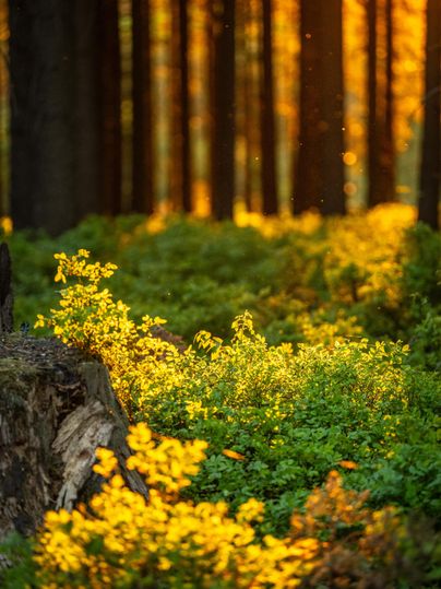 Een zonnig bos met oranje licht dat door de bomen schijnt. Groene varens en planten sieren de bosgrond.