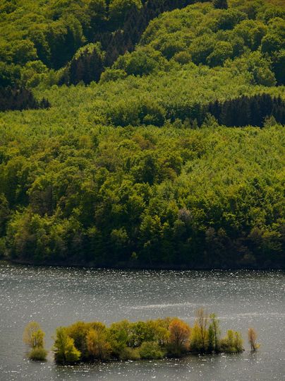 Een rustige vijver omgeven door dichte bossen. Een klein eiland met verspreide bomen bevindt zich in het water.