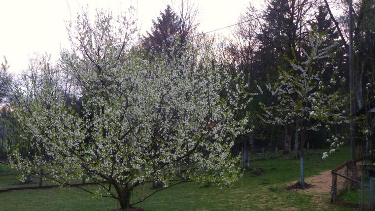 Een bloeiende boom met witte bloemen in een groene weide. Daarachter zijn verdere bomen en een blauwe lucht zichtbaar.