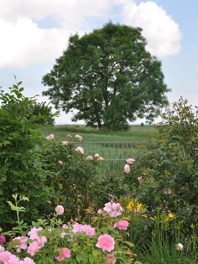 Ein schöner Baum steht in einem Feld, umgeben von bunten Blumen. Der Himmel ist klar und es gibt nur wenige Wolken.