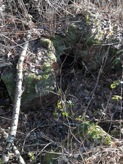 A moss-covered rock lies in the dense underbrush. Surrounded by dry leaves and branches, the natural setting is clearly visible.