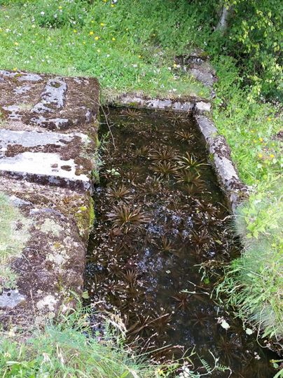 A small, tranquil stream with plants in the water. Lush greenery surrounds the watering hole.