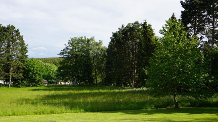 A green meadow with lush grass and various trees. In the background, more trees and a clear sky can be seen.