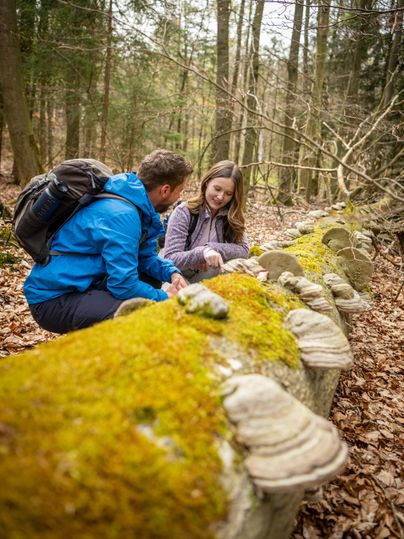 A couple is exploring a wooded path and observing a moss-covered tree trunk. Various mushrooms are growing on the trunk.