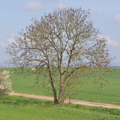 Ein einzelner Baum steht auf einem grünen Feld. Der Himmel ist blau mit einigen Wolken.