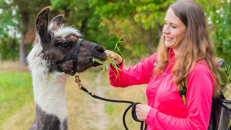A woman is feeding a llama with fresh grass. In the background, trees and a green meadow can be seen.
