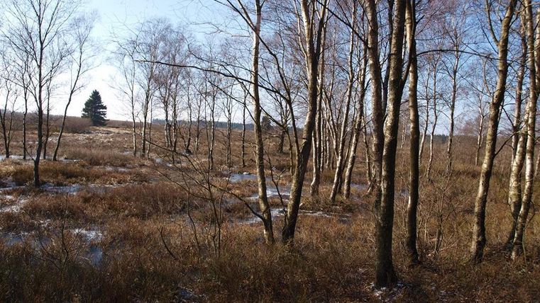 Een rustige bos met vele dunne bomen en een open, droge terrein. Op de achtergrond zijn enkele verspreide bomen zichtbaar.